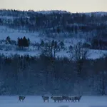 100 Years Old Norwegian Log House In Тромсё