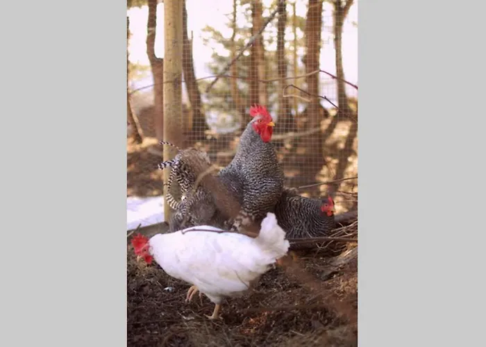 Tatil Evi 100 Years Old Norwegian Log House In *